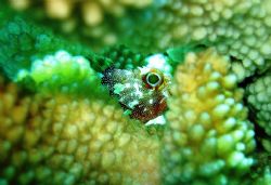 Taken in the Kerama's Island Chain in a location called t... by Timothy B. Casey Ii 